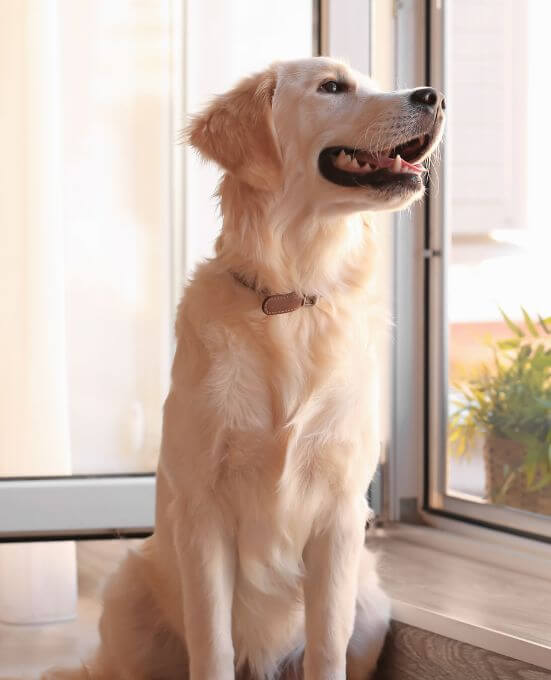 A dog sitting indoors near a glass door