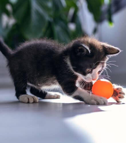 a black kitten playing with ball