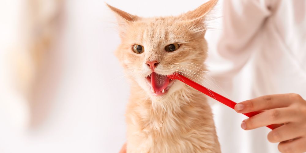 A vet brushing a cat's teeth with a red toothbrush.