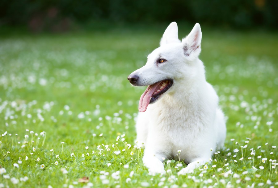 A dog sitting in a green grass field