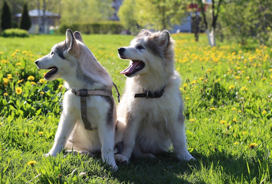 Two dogs sitting on the grass
