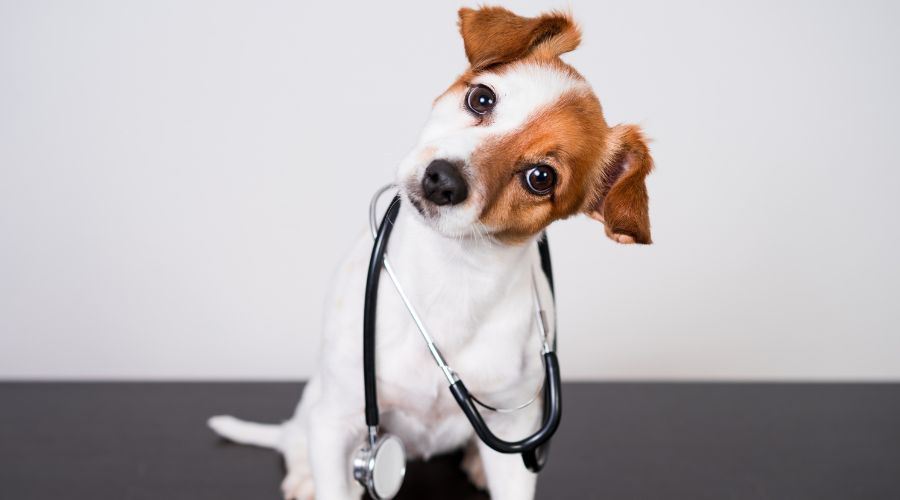 A cute dog wearing a stethoscope around its neck
