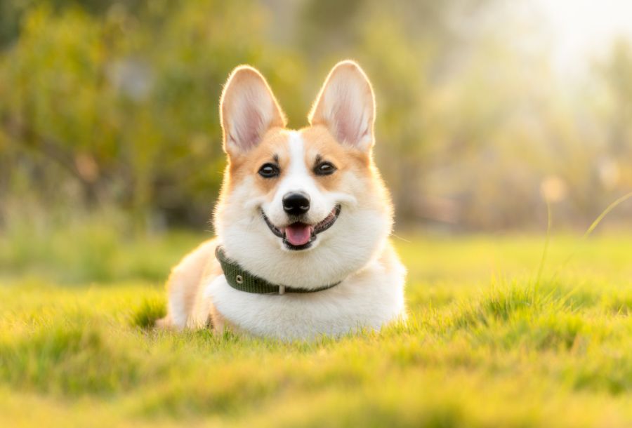 A dog with a visible collar sits on grass