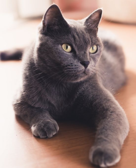 grey cat laying down