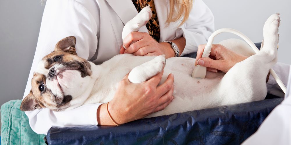 vet doing ultrasound exam on a dog