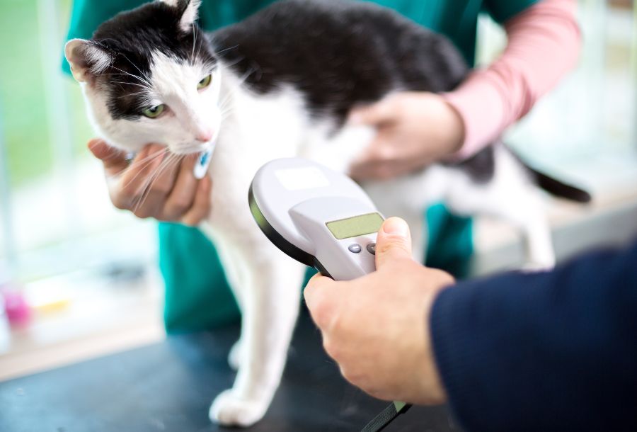 vet scanning a cat microchip