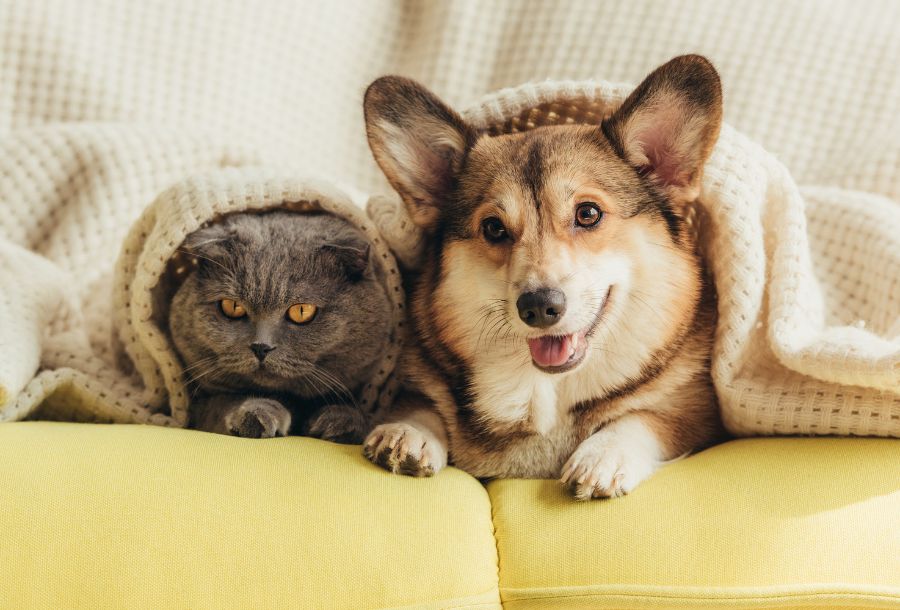 dog and cat on couch together under blanket