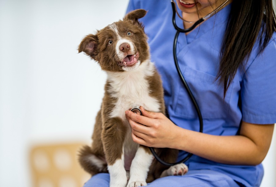 vet checking the dog